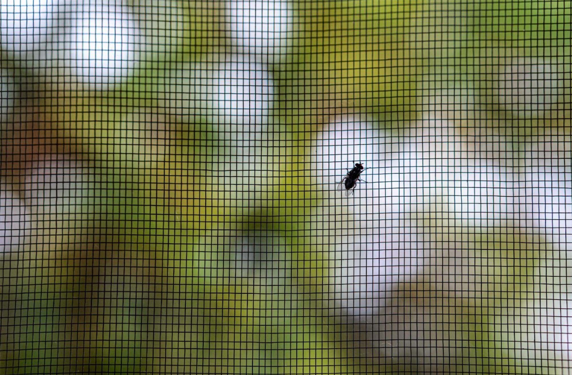 fly on screen